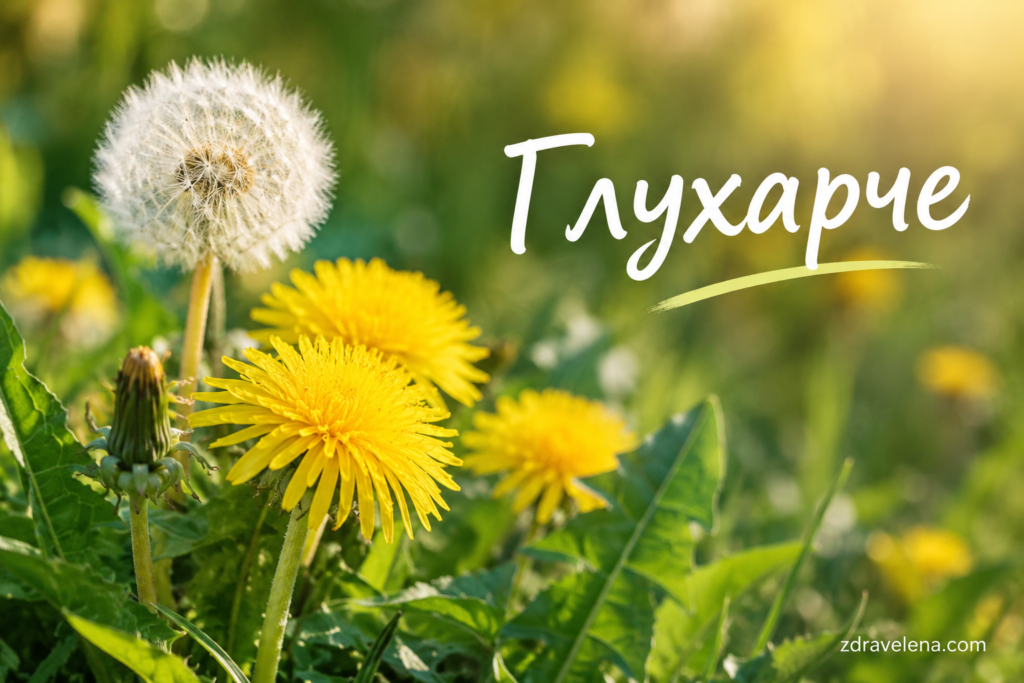 Глухарче